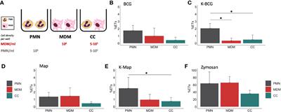 Bovine Neutrophils Release Extracellular Traps and Cooperate With Macrophages in Mycobacterium avium subsp. paratuberculosis clearance In Vitro